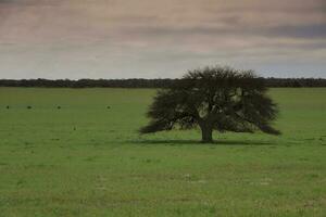 Calden forest landscape, La Pampa province, Patagonia, Argentina. photo