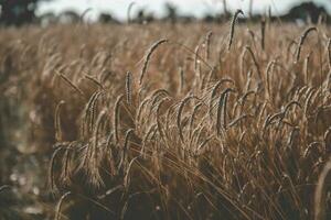 Wheat in vintage color,Pampas,Argentina photo
