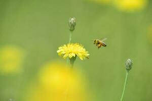 Bee on wild flowers photo