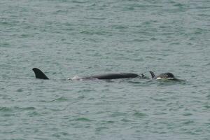 Orca attacking sea lions, Patagonia Argentina photo