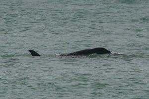 Orca Patagonia , Argentina photo