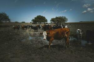 vacas alimentado con césped, buenos aires, argentina foto