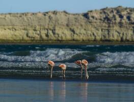 Flamingos in seascape,Patagonia, Argentina photo