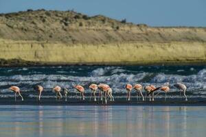 Flamingos in seascape,Patagonia, Argentina photo