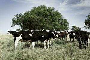 vacas alimentado con césped, buenos aires, argentina foto