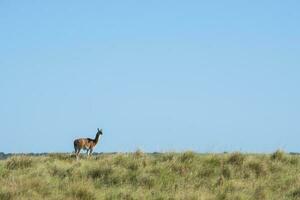 Guanacos in Pampas grassland environment, La Pampa province, Patagonia, Argentina. photo