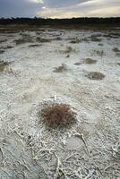 Saltpeter on the floor of a lagoon in a semi desert environment, La Pampa province, Patagonia, Argentina. photo