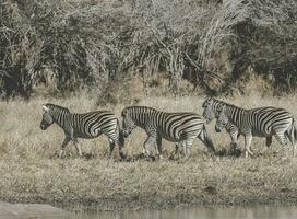 manada de cebras en el africano sabana foto
