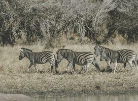 Herd of zebras in the African savannah photo