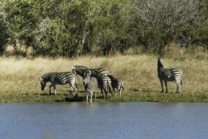 manada de cebras en el africano sabana foto