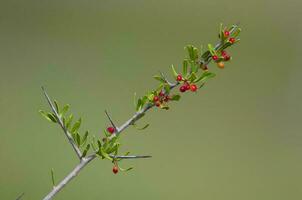 Wild Fruit in semi desertic environment, Calden forest, La Pampa Argentina photo