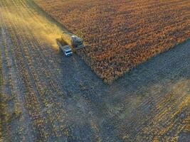 sorgo cosecha, en la pampa, argentina foto