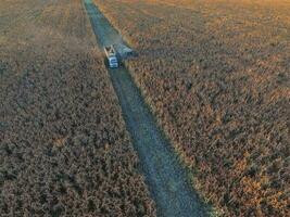 sorgo cosecha, en la pampa, argentina foto