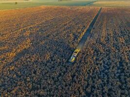 Sorghum harvest, in La Pampa, Argentina photo