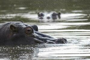 African Hippopotamus, South Africa, in forest environment photo