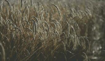 Wheat in vintage color,Pampas,Argentina photo