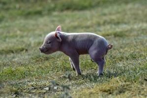 Piglet newborn baby, in farm landscape. photo