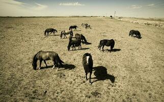 Troop of horses, on the plain, in La Pampa, Argentina photo