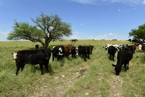 Steers fed with natural grass, Pampas, Argentina photo