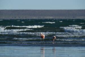 Flamingos feeding at low tide,Peninsula Valdes,Patagonia, Argentina photo