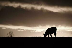 vacas alimentado césped, en campo, pampa, patagonia,argentina foto