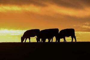 Steers fed with natural grass, Pampas, Argentina photo