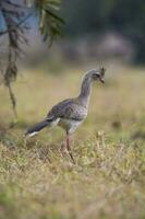 Red legged Seriema, Pantanal , Brazil photo