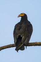 Lesser Yellow headed Vulture photo