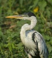 blanco cuello garza, pantanal , Brasil foto