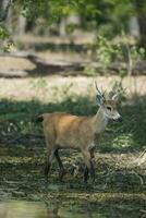 Marsh deer, pantanal Brazil photo