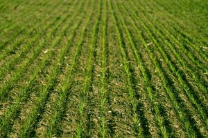 Feed Grass groove, La Pampa , Argentina photo