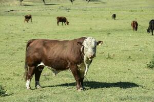 vacas en argentino campo, buenos aires provincia, argentina. foto