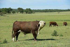 vacas en argentino campo, buenos aires provincia, argentina. foto