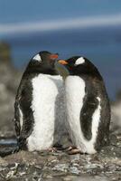 Gentoo Penguin, Antartica photo