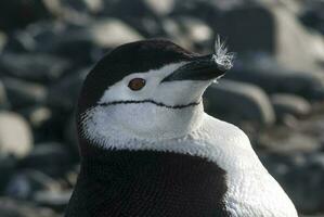 Correa de la barbilla pingüino, paulet isla, antártida, científico nombre,pygoscelis antártida foto