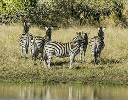 manada de cebras en el africano sabana foto