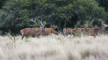 Female Red deer herd in La Pampa, Argentina, Parque Luro Nature Reserve photo