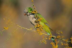 Parakeet perched on a bush with red berries , La Pampa, Patagonia, Argentina photo