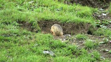 Orange Pelz Boden Eichhörnchen im ein Wiese bedeckt mit Grün frisch Gras video