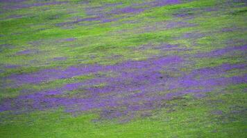 Wiese bedeckt mit lila Blumen auf baumlos Hügel video