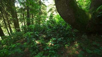 Curved tree trunk in the forest video