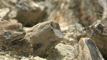 Petrified forest in which tree trunks have fossilized video