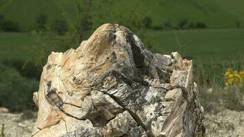 Petrified forest in which tree trunks have fossilized video