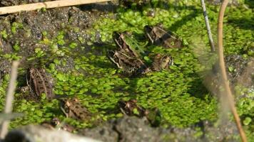 Frogs among water lentils video