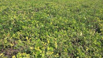 Green Yellow Leaves of Fresh Peanut Plant in Groundnut Planted Field video