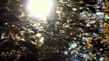brilhando Sol entre outono folhas video