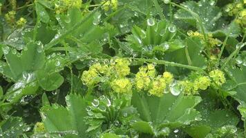 l'eau gouttes sur le les plantes dans brouillard video