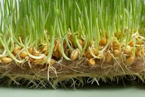 Sprouted wheat microgreens with drops of water. Macro photo