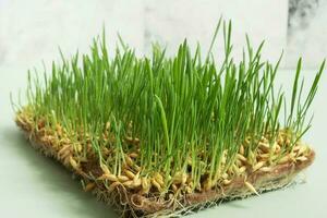 Sprouted wheat and oat microgreens. Superfood is grown at home photo