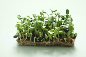 brotado microgreens de girasol. superalimento es crecido a hogar. macro foto de cerca